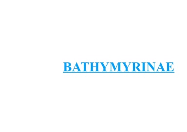 Bathymyrinae