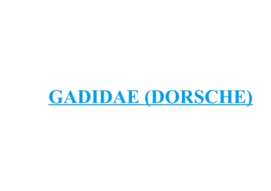 Gadidae (Dorsche) 