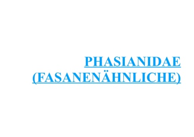 Phasianidae (Fasanenähnliche) 