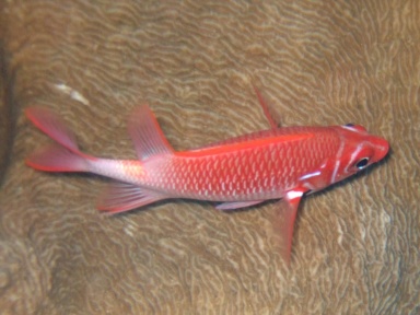 Sargocentron caudimaculatum (Silberfleckhusarenfisch) 