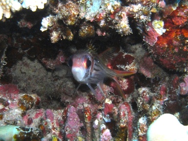 Neoniphon sammara (Blutfleckhusarenfisch) 