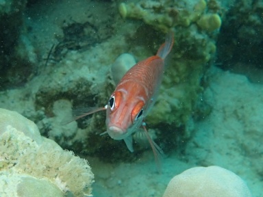 Sargocentron caudimaculatum (Silberfleckhusarenfisch) 