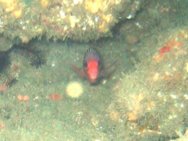 Sargocentron diadema (Diademhusarenfisch) 