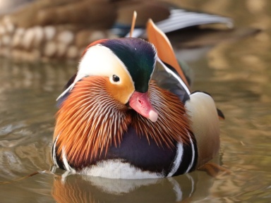 Aix galericulata (mandarin duck) male in breeding plumage