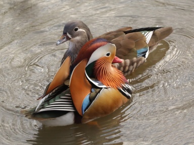 Aix galericulata (mandarin duck) couple