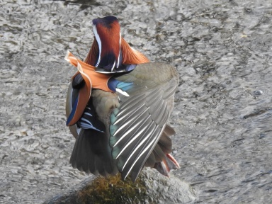 Aix galericulata (mandarin duck) male in breeding plumage