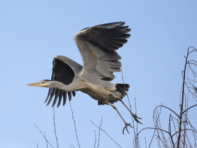 Ardea cinerea (grey heron)