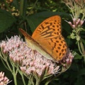 Argynnis paphia (Kaisermantel) Schmetterling 