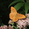 Argynnis paphia (Kaisermantel) Schmetterling 