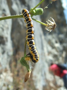 Cucullia lactucae (Lattichmönch) Raupe 