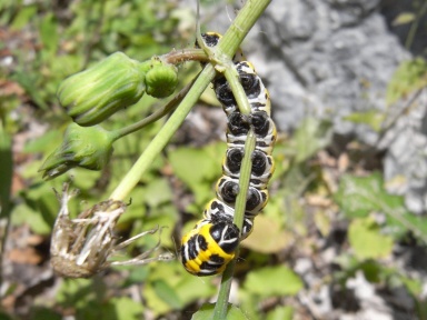 Cucullia lactucae (Lattichmönch) Raupe 