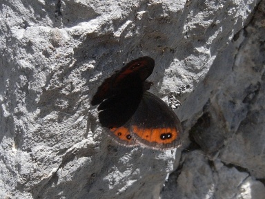 Erebia aethiops (Graubindiger Mohrenfalter) Schmetterling 