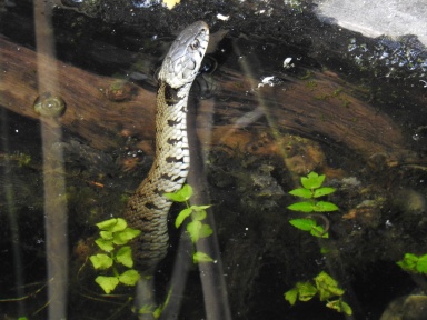 Natrix helvetica (barred grass snake)