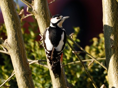 Dendrocopos major (great spotted woodpecker) male