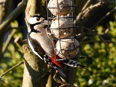 Dendrocopos major (great spotted woodpecker) male