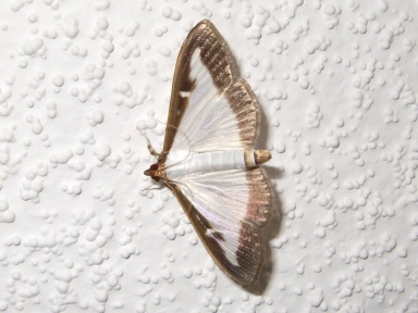 Cydalima perspectalis (Buchsbaumzünsler) Schmetterling 
