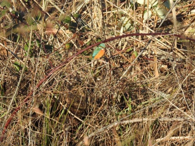 Alcedo atthis (common kingfisher)