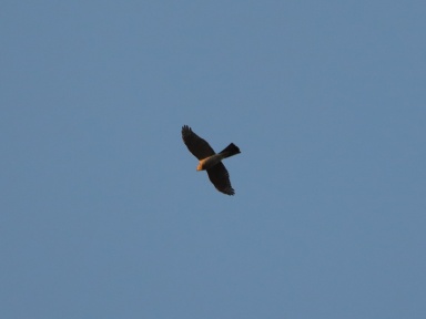 Accipiter nisus (eurasian sparrowhawk)