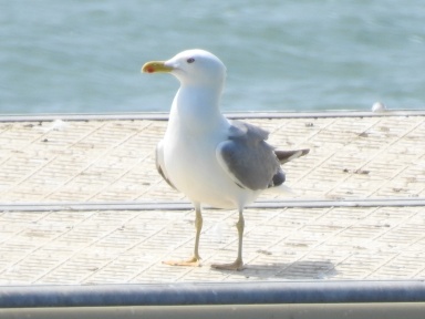 Larus michahellis (yellow-legged gull) 