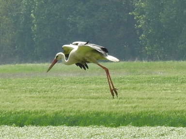 Ciconia ciconia (white stork)