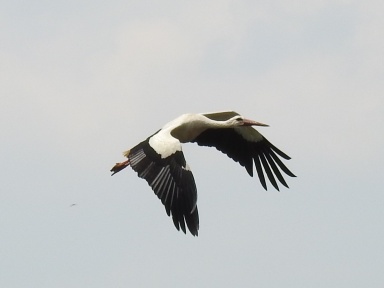 Ciconia ciconia (white stork)