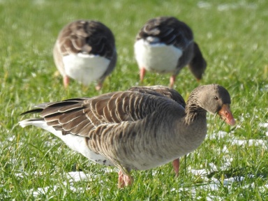 Anser anser (greylag goose)