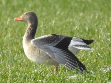 Anser anser (greylag goose)