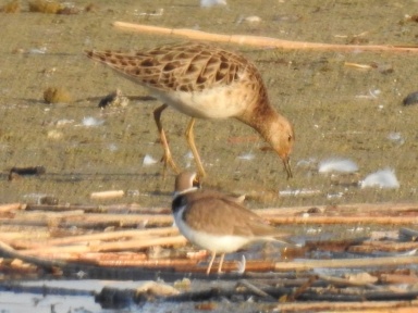 Charadrius dubius (little ringed plover) with ruff