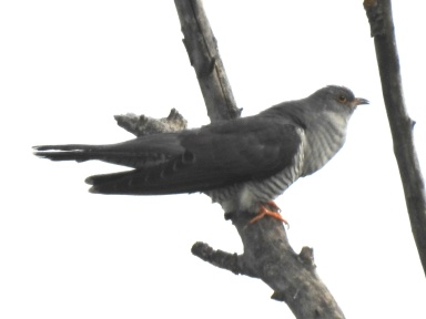 Cuculus canorus (common cuckoo)