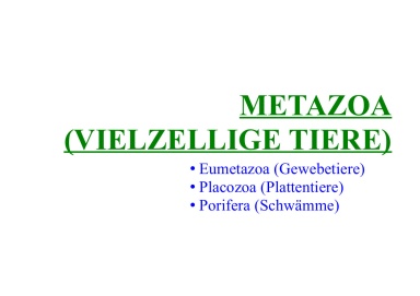 Metazoa (animals )