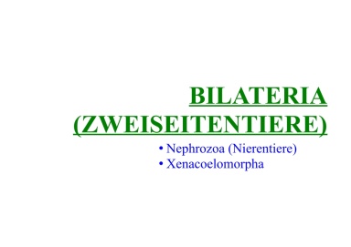Bilateria (bilaterians)