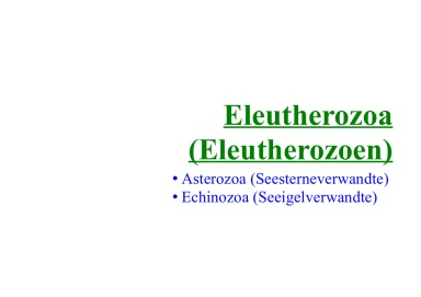 Eleutherozoa
