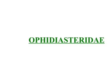 Ophidiasteridae