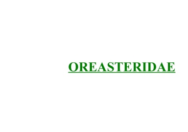 Oreasteridae