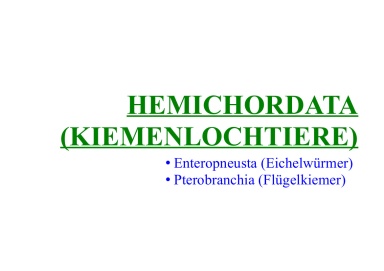Hemichordata (hemichordates)