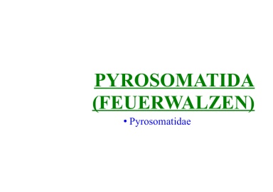 Pyrosomatida (pyrosomes)
