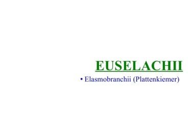 Euselachii
