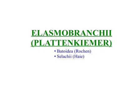 Elasmobranchii (Plattenkiemer)