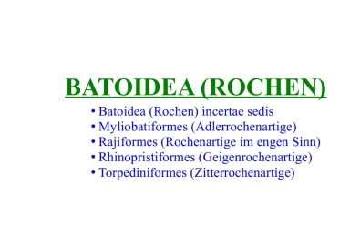 Batoidea (rays)