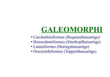 Galeomorphi