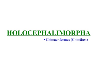  Holocephalimorpha