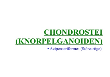  Chondrostei (chondrosteans)
