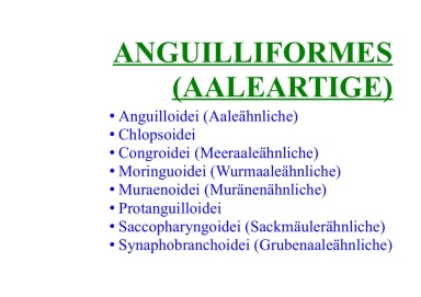  Anguilliformes (eels)