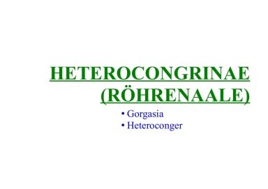 Heterocongrinae (garden eels)