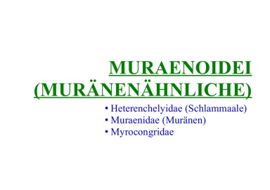 Muraenoidei