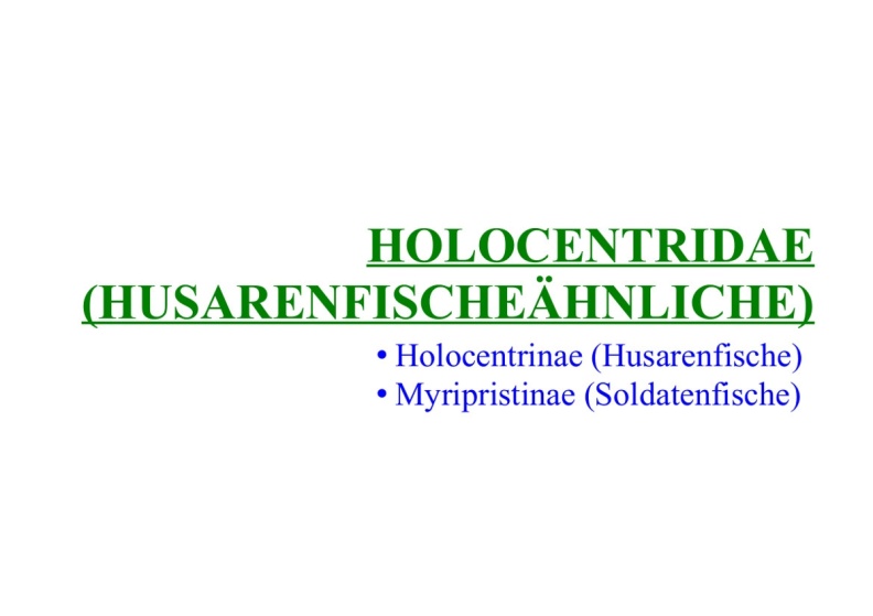 Holocentridae (Husarenfischeähnliche) 