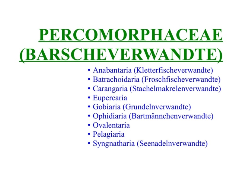 Percomorphaceae (Barscheverwandte) 