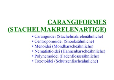 Carangiformes (Stachelmakrelenartige) 