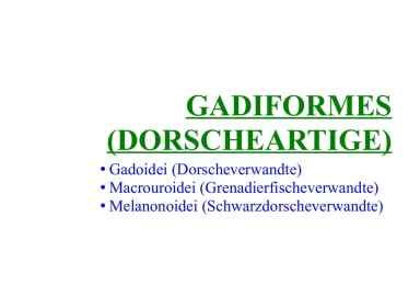 Gadiformes (Dorscheartige) 