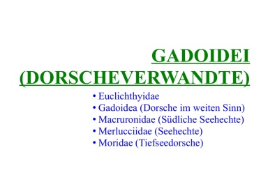 Gadoidei (Dorscheverwandte) 